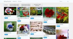 Desktop Screenshot of bettafish4u.com